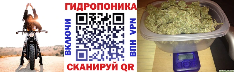 Шишки марихуана гибрид  хочу наркоту  Высоковск 